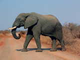 Elephant in der Savanne des Krüger National Park von Felix Andrews